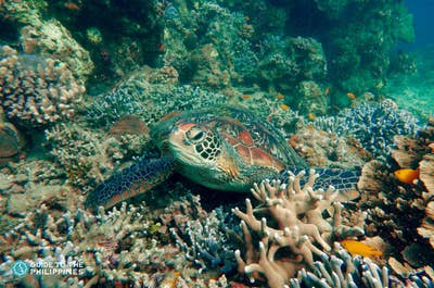 Exciting 1-Week Dumaguete City & Siquijor Island Tour Package to Beaches & Marine Life from Manila - day 3