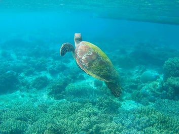 Apo Island