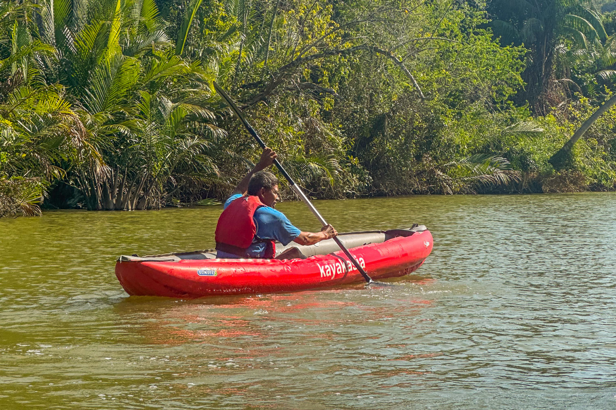 A lone kayaker glides under lush green mangroves on this Dewil Mangrove tour.
