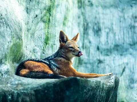 Exciting 3-Day Pampanga Province Package at Reca Resort with Clark Safari Tour