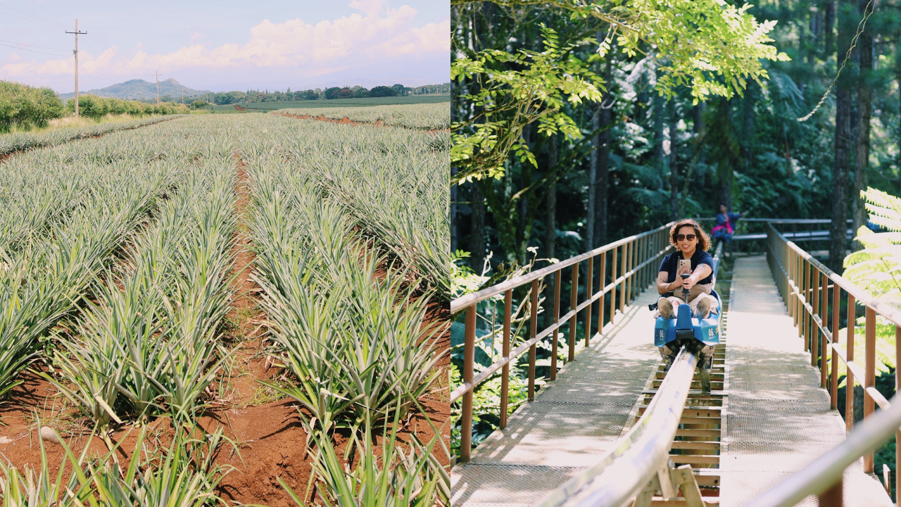 A view of the sprawling pineapple plantations and exciting  mountain coaster ride in Bukidnon Province.