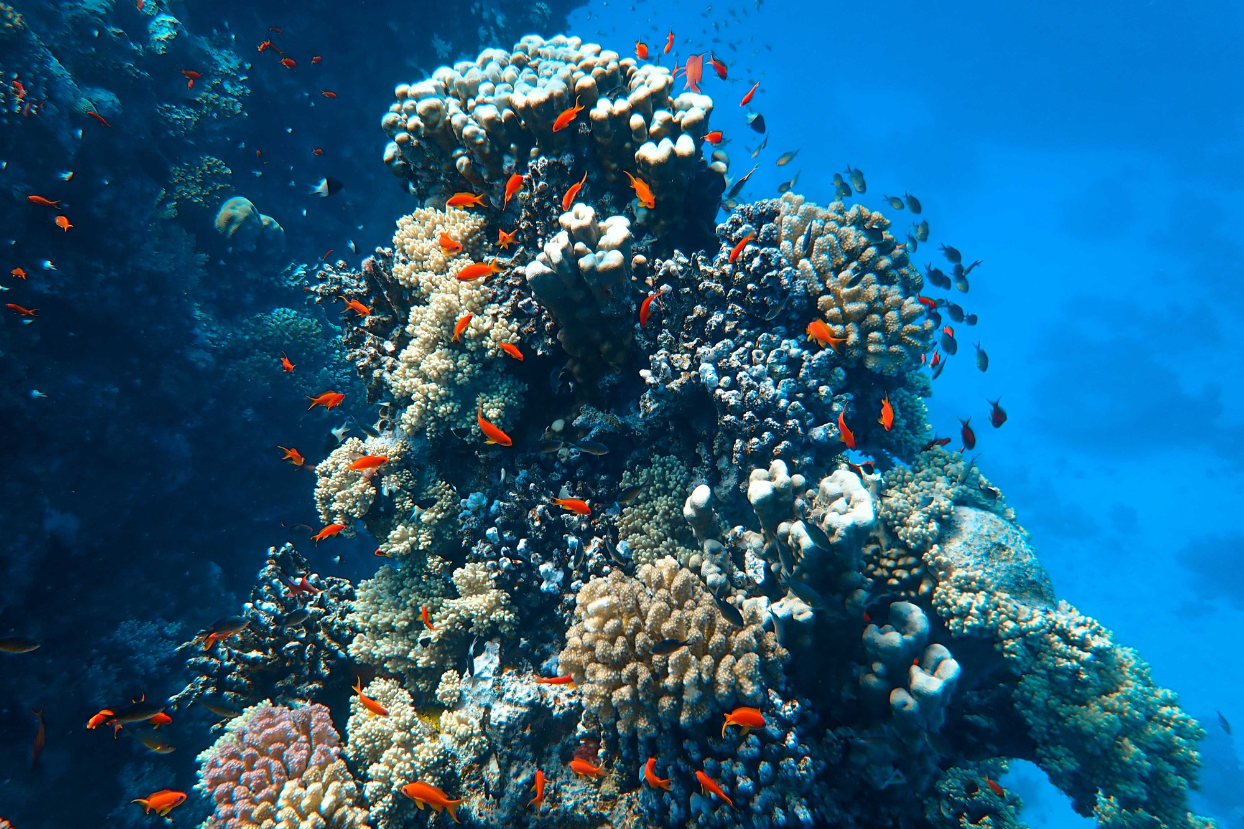 Educational 3-Day Palawan Island Camping Package with Accommodation and Course Certificate - day 2