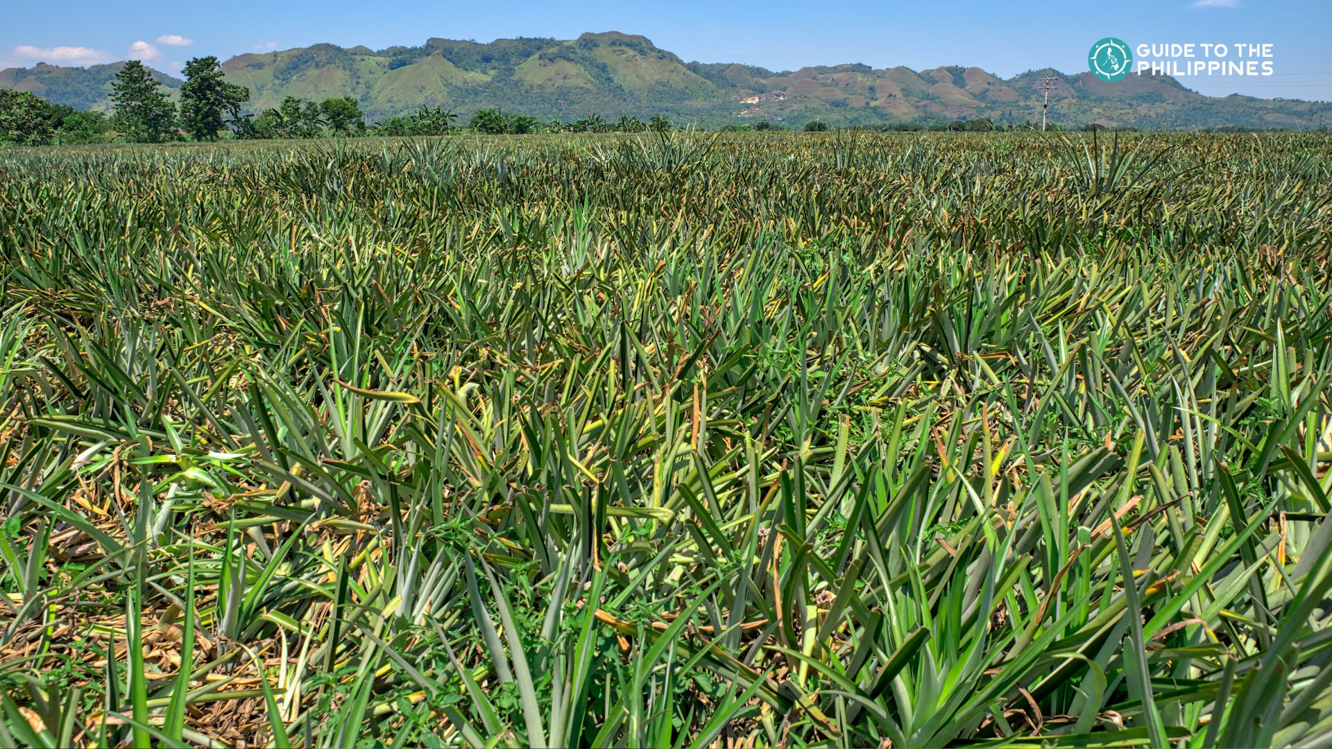Visit the iconic Del Monte Pineapple Farm Plantation