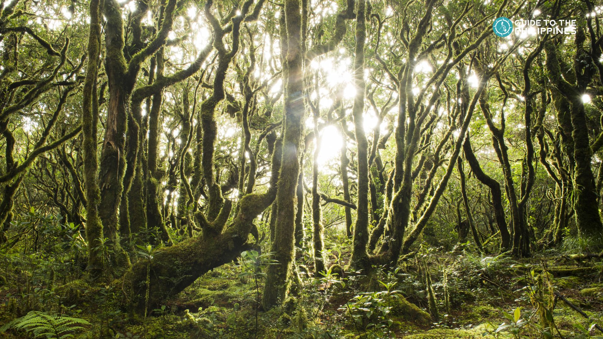 Go hiking at Mt. Dulang-Dulang and Mt. Kitanglad