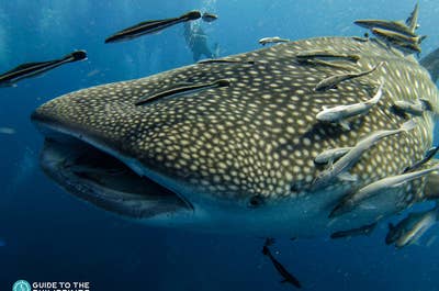 Fun 10-Day Boracay, Cebu & Palawan Islands Beaches, Whale Sharks & Nature Package with Local Flights - day 6